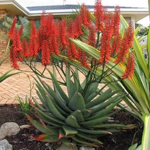 Terrace Garden