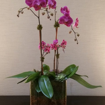 Orchids