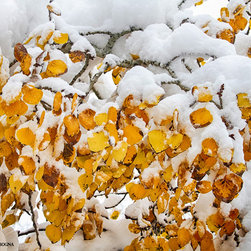 Autumn Aspen Leaves in The Snow Colorado Fine Art - Artwork