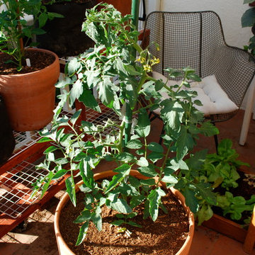 Growing Tomatoes in Containers