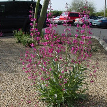 Landscape plants