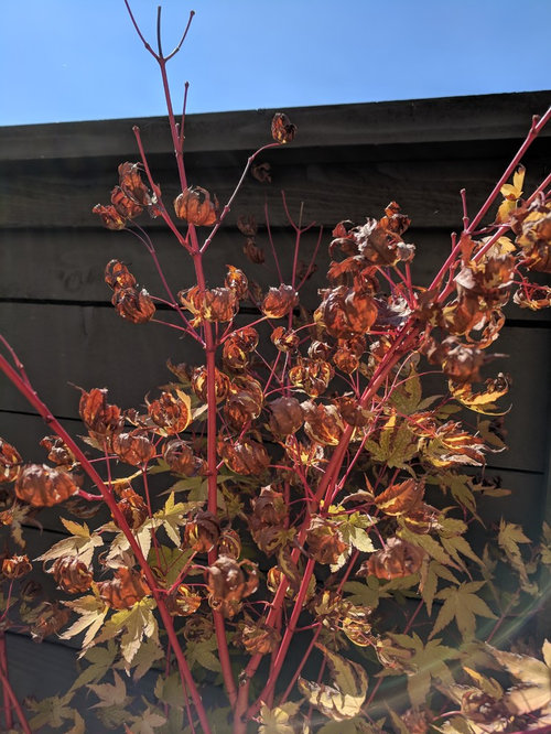 Japanese maple top leaves curling, scorching up?