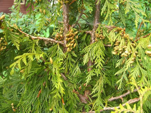 One of 30 Green Giant Arborvitae turning yellow