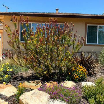 Lawn Alternative Plantings