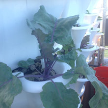 Hydroponic
