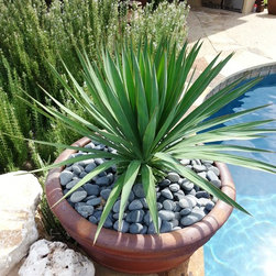 Landscaped Pots - Products
