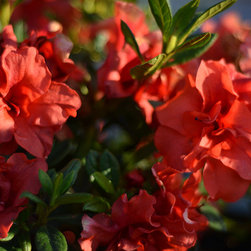 Current Featured Plants - Products