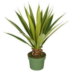 House of Silk Flowers, Inc. - Artificial Small Spike Yucca Plant - This artificial spike yucca succulent arrangement is hand-crafted by House of Silk Flowers. Show your sense of style by adding this to an empty corner in any room of your home or to add a little life to your office. This contains a professionally-arranged artificial spike yucca succulent securely "potted" in a non-decorative nursery pot 4 1/2" tall x 6" diameter. The plant has been arranged to allow 360-degree viewing. The overall dimensions are measured leaf tip to leaf tip, from the bottom of the pot to the tallest leaf tip: 21" tall x 18" diameter. Measurements are approximate, and will be determined by your final shaping of the plant upon unpacking it. No arranging is necessary, only minor shaping, with the way in which we package and ship our products. This product is only recommended for indoor use. Our unique patent pending design allows you to purchase one planter with multiple trees to change your design as your mood or the seasons changes.