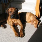 Dottie Rau's photo