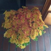 Lisa Bouton's photo