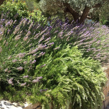 Lavande Lavandula angustifolia et romarin
