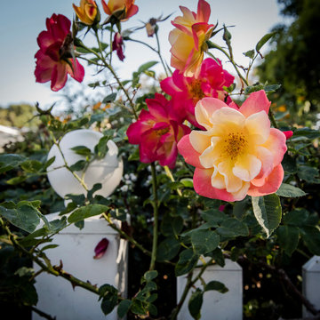 California Seaside Cottage Landscape | Santa Barbara CA