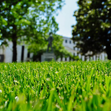 Georgia State Capitol: Rebel Supreme Fescue