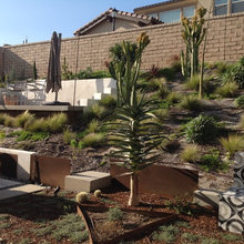 Front Yard 2022