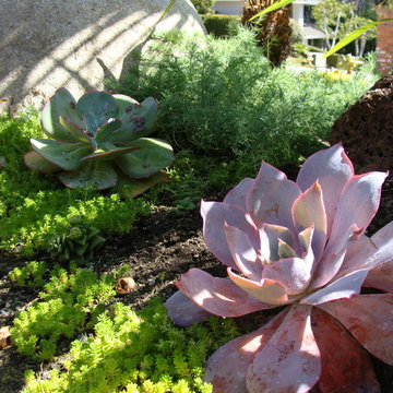 San Juan Capistrano 2012