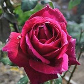 Ann Gagnons foto
