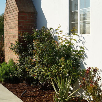 Old roses, aloe vera, and leucadendron along the driveway