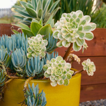 Explosive Color & Whimsical Plants