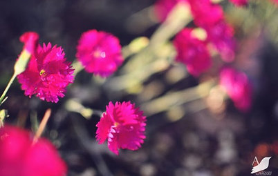 Wake Up Your Garden With Magenta Magnificence