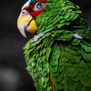 Green Parrot Cute Funny Animal Macro Photography, 11"x14", Canvas Print