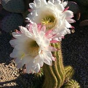 Marge Segal's photo