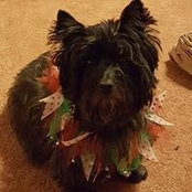 Sue Ann Voris's photo