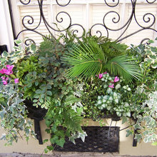 Yard ideas