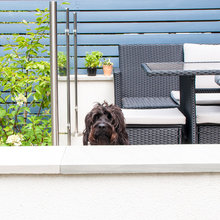 How to Make Your Small Urban Garden Dog-friendly