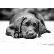 Shaz Pierres foto