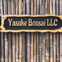 Yasuke Bonsai