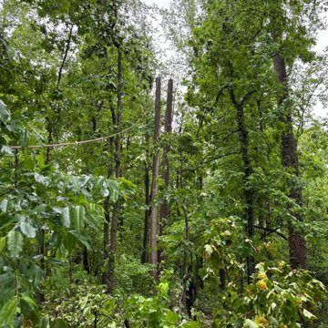 Professional Tree Trimming & Safety Pruning in Stafford