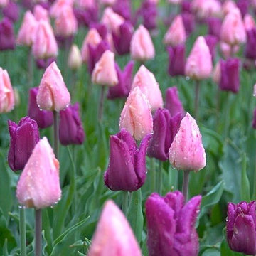 Spring Combination Ideas