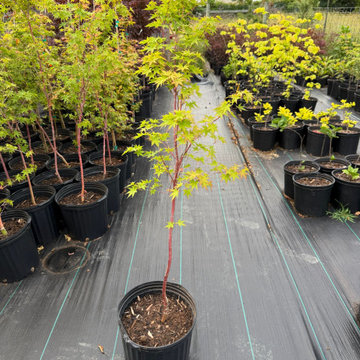 Maple trees