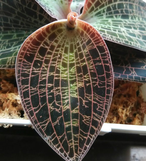 Macodes Petola , Jewel Orchid sharing.