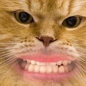 Photo de Itisi Catman