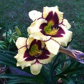 Nanette Rogers's photo