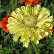 Jill Bujold's photo