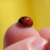 Fiorella Balli's photo