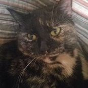Stephanie Travitsky's photo