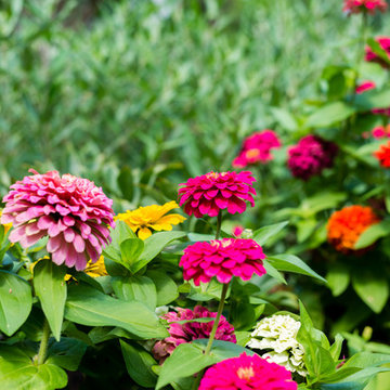 Woodland Garden