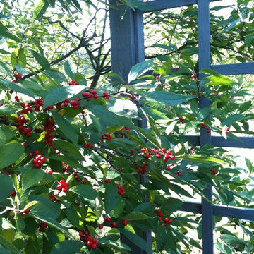 Autumn in the Garden