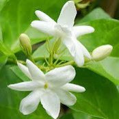 Suchi Prakash's photo