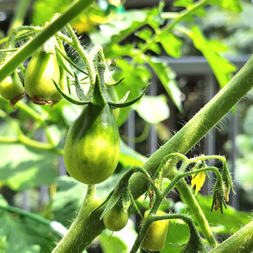 The Year of the Edible Gardens