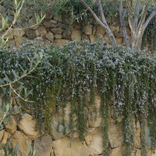 PMC - Landscaping Ideas