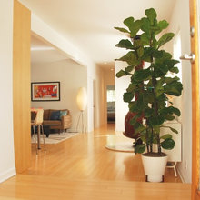 Inddor Plants