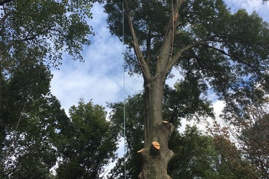 Tree Work Climber