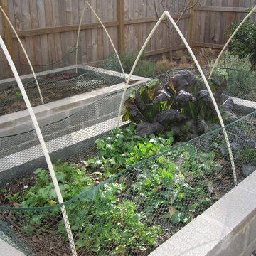 Urban Veggie Garden