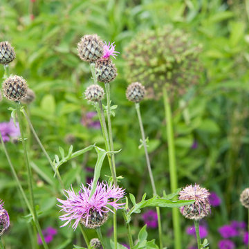 The Inclusive Garden, June 2013