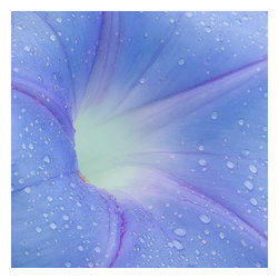 Douglas Page Photographic Arts - Morning Glory, Aluminum, 30"x30" - Prints And Posters