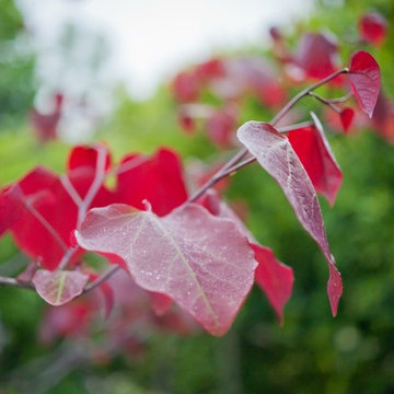 Redbud, Fall